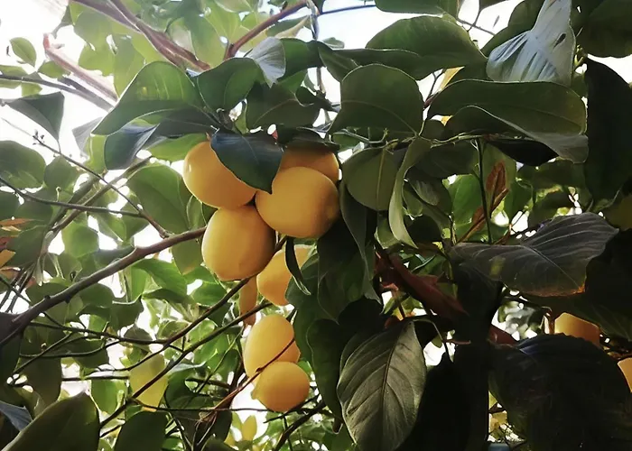 Διαμέρισμα El Limonar De La Ribera Parking Art