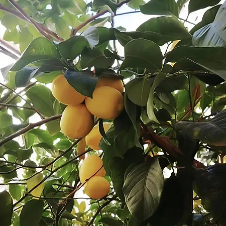 Apartamento El Limonar De La Ribera Parking Art